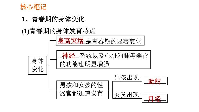 人教版七年级下册生物 第1章 4.1.3 青春期 习题课件02