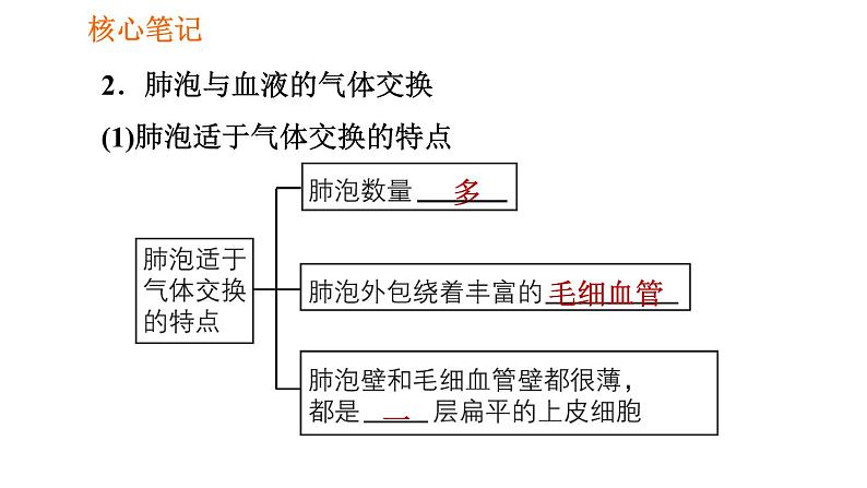 人教版七年级下册生物 第3章 4.3.2 发生在肺内的气体交换 习题课件04