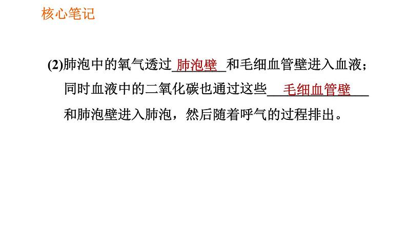 人教版七年级下册生物 第3章 4.3.2 发生在肺内的气体交换 习题课件05