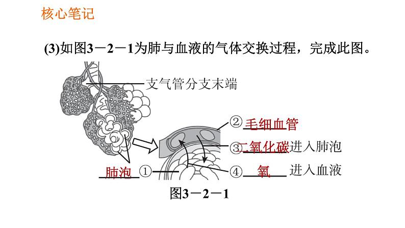 人教版七年级下册生物 第3章 4.3.2 发生在肺内的气体交换 习题课件06