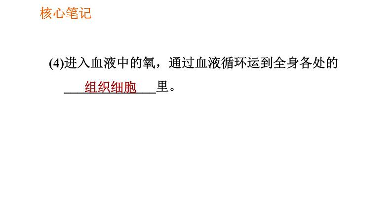 人教版七年级下册生物 第3章 4.3.2 发生在肺内的气体交换 习题课件08