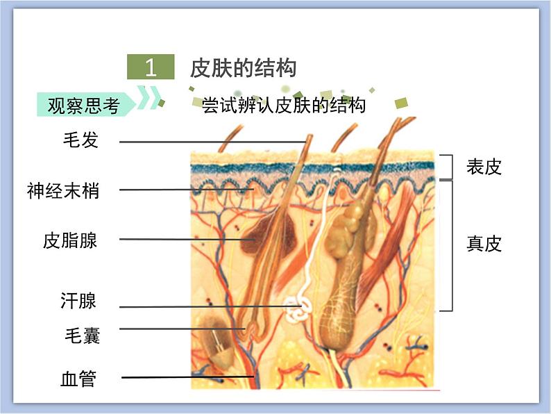 《汗液的形成和排出》课件05