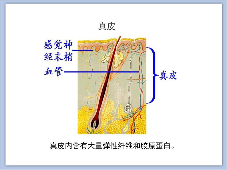 《汗液的形成和排出》课件07