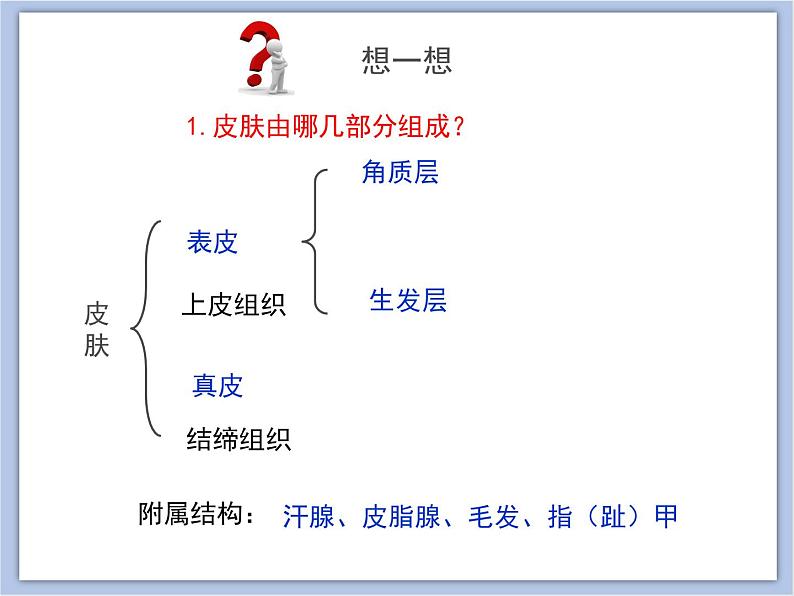 《汗液的形成和排出》课件08