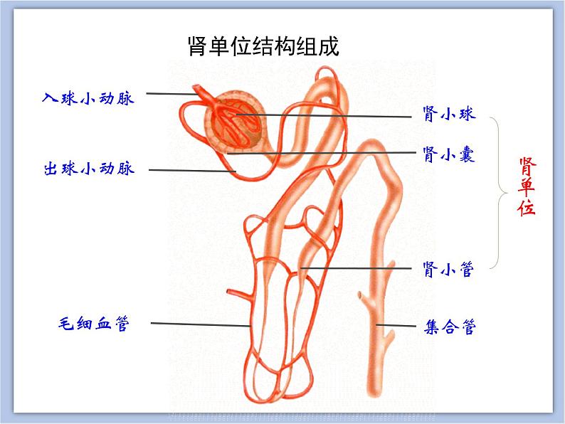 《尿液的形成和排出》第二课时课件05