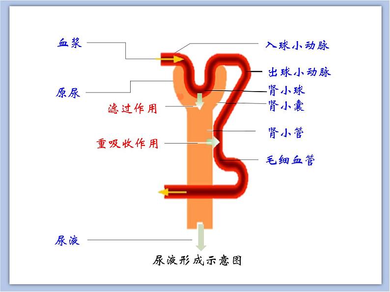 《尿液的形成和排出》第二课时课件08