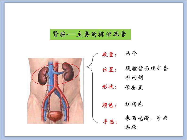 《尿液的形成和排出》第一课时课件06