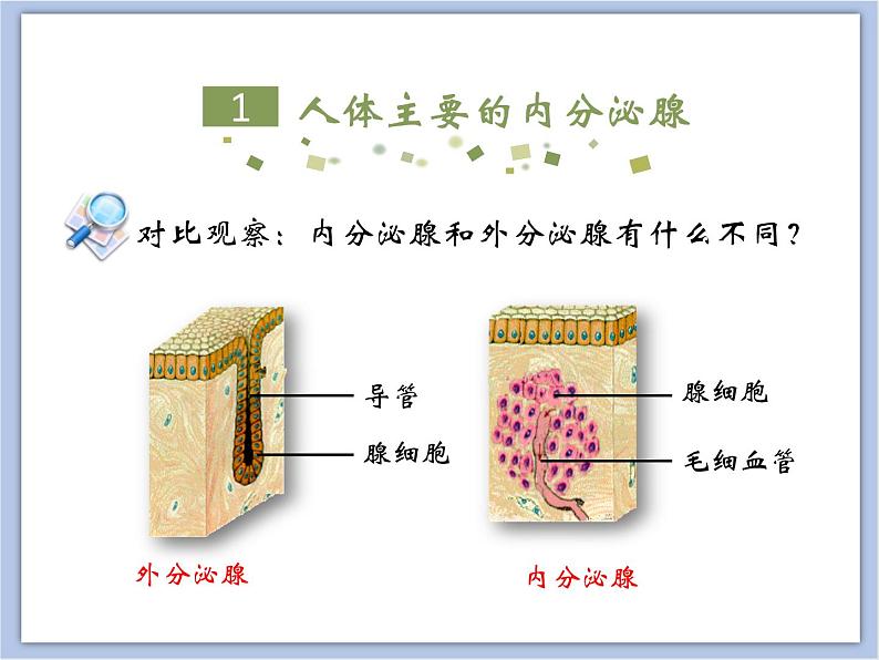 《人体的激素调节》课件05