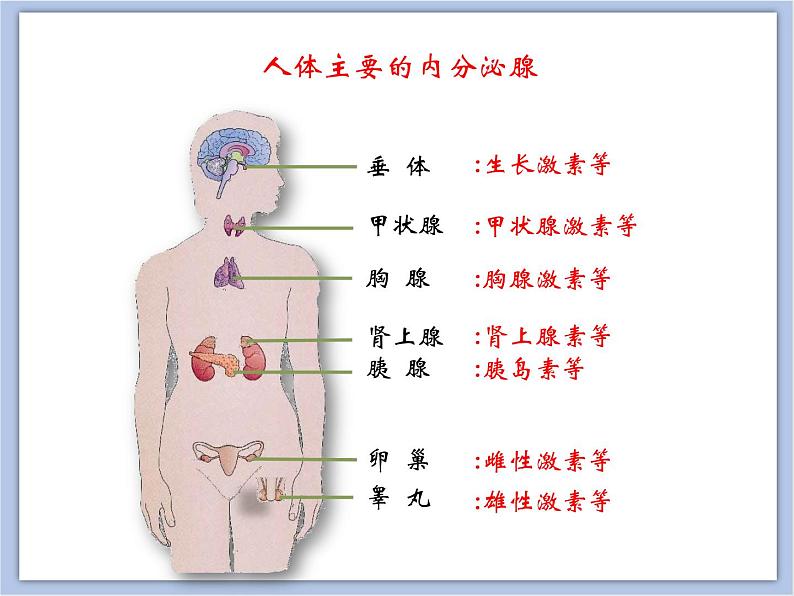 《人体的激素调节》课件07