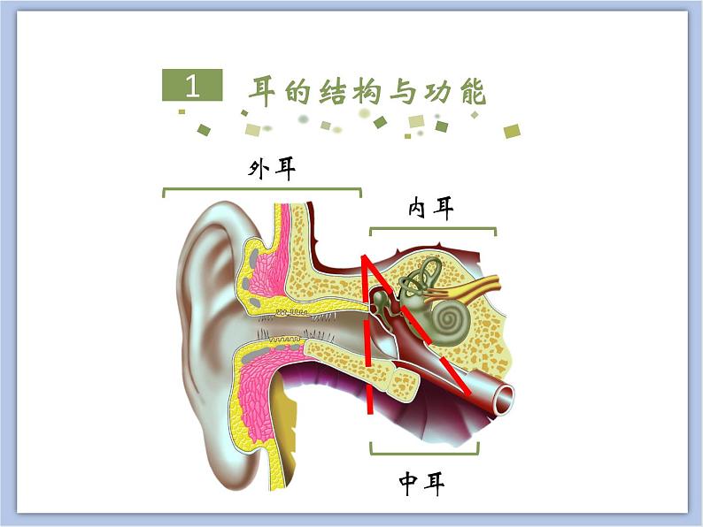 《人体对周围世界的感知》第二课时 课件+素材05