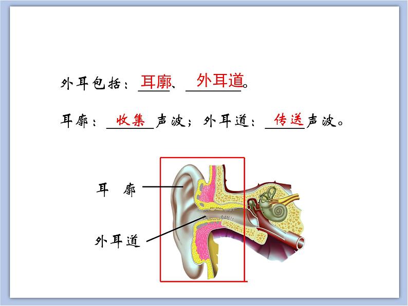 《人体对周围世界的感知》第二课时 课件+素材06