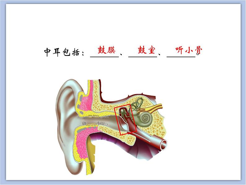 《人体对周围世界的感知》第二课时 课件+素材07