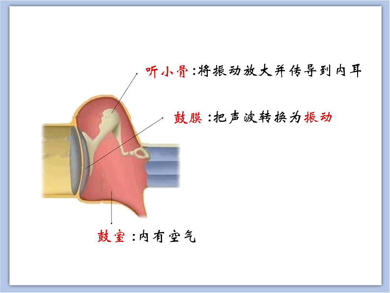 《人体对周围世界的感知》第二课时 课件+素材08