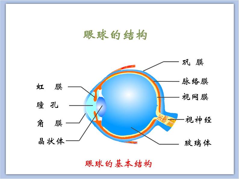 《人体对周围世界的感知》第一课时课件06