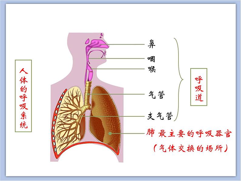 《人体与外界的气体交换》第一课时课件+素材06