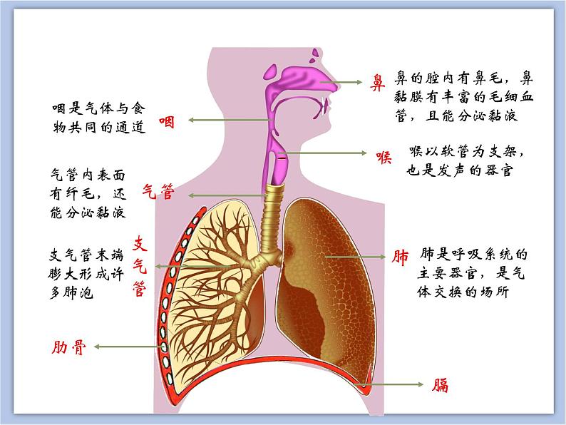 《人体与外界的气体交换》第一课时课件+素材07