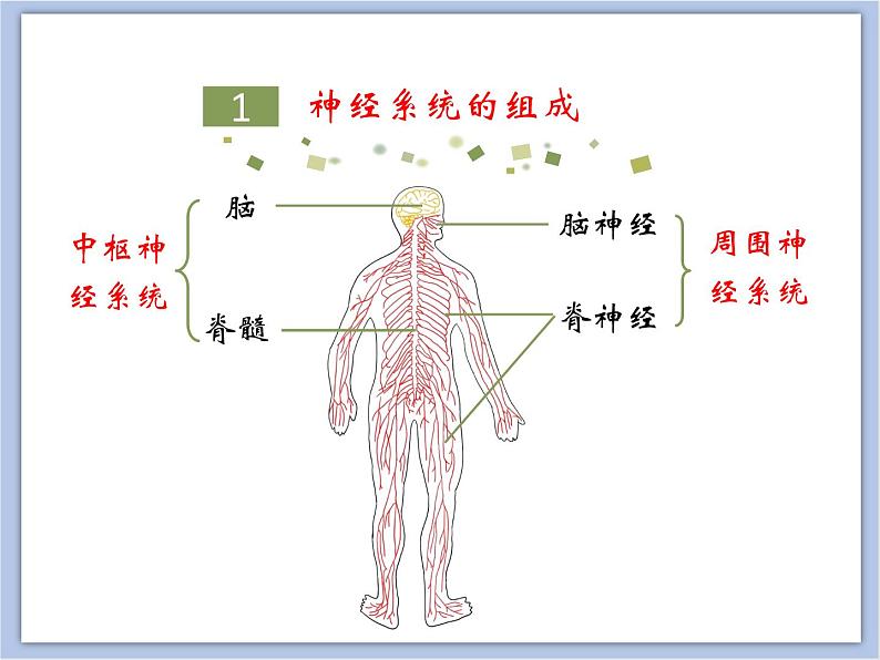 《神经调节的结构基础》第一课时课件05