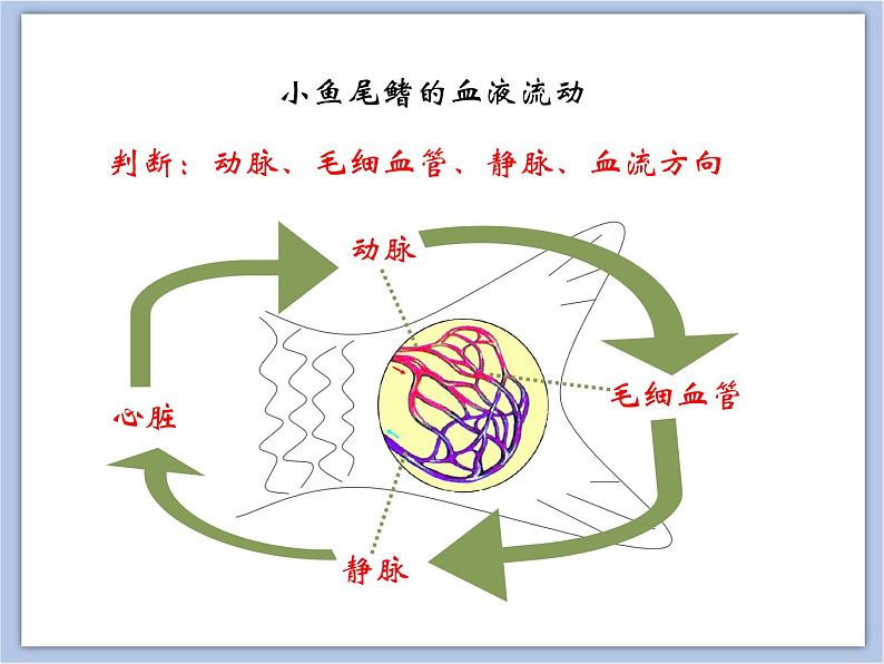 《物质运输的器官》第一课时课件+素材06