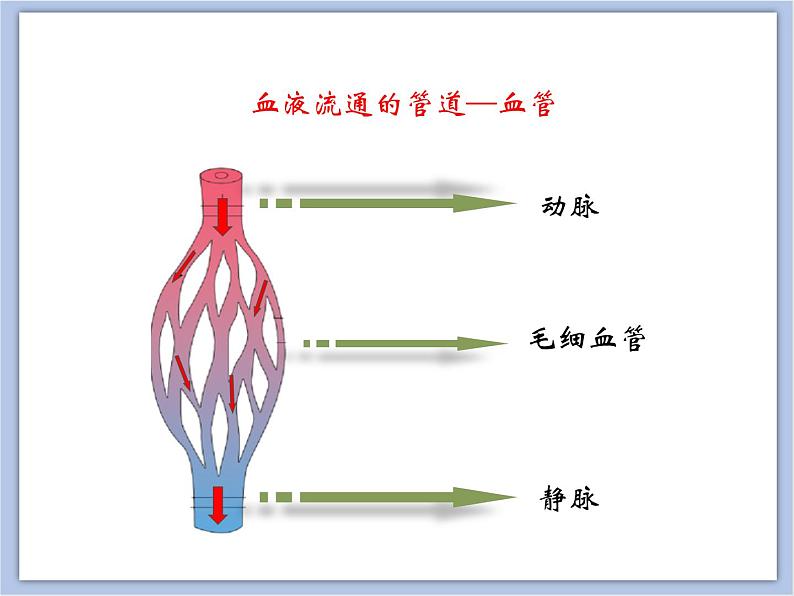 《物质运输的器官》第一课时课件+素材08