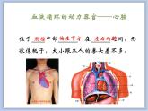 《物质运输的器官》第二课时课件