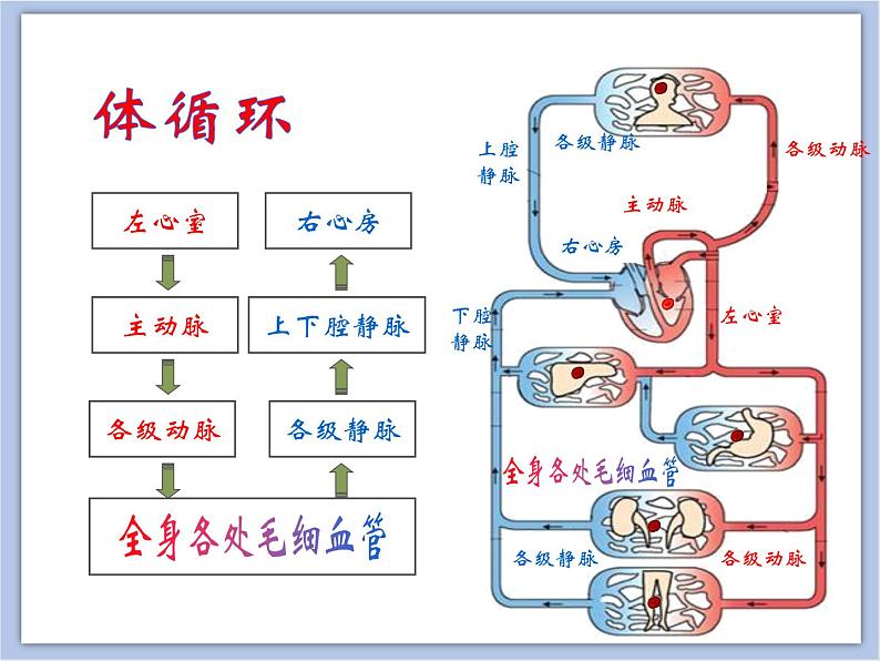 《物质运输的途径》第一课时课件08