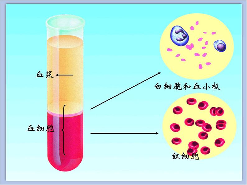 《物质运输的载体》第一课时课件+素材08