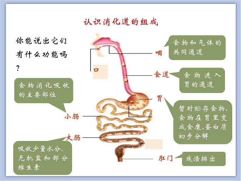 《消化和吸收》第一课时课件+素材08