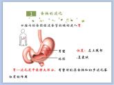 《消化和吸收》第二课时课件+素材