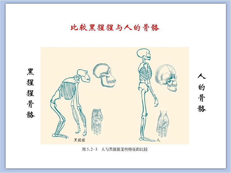 生物济南版初中8年级下册 《人类的起源》课件+素材06