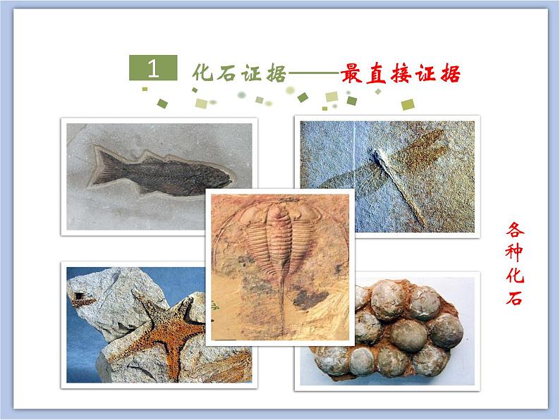 《生物进化的证据》课件第5页