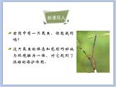 《生物对环境的适应与影响》课件