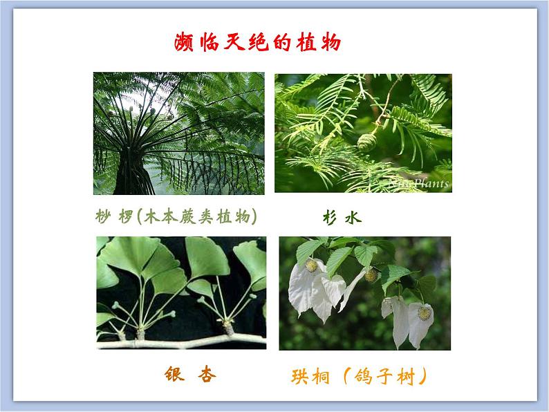 《生物多样性的保护》课件08