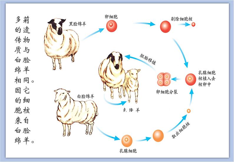 《克隆技术》课件08