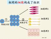 北师大版生物七年级上册 4.1  细胞分化形成组织(1)（课件）
