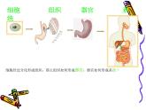 北师大版生物七年级上册 4.2 生物体的器官、系统_（课件）