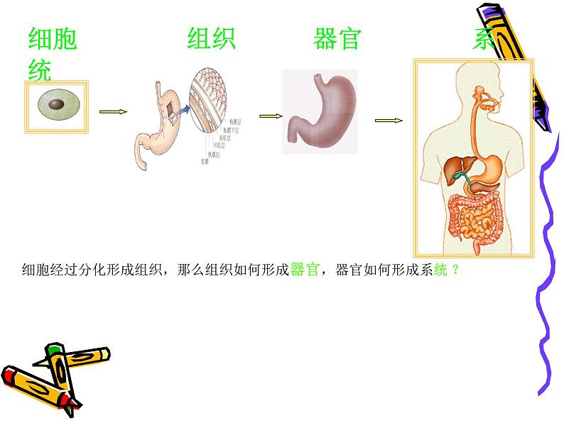 北师大版生物七年级上册 4.2 生物体的器官、系统_（课件）第3页