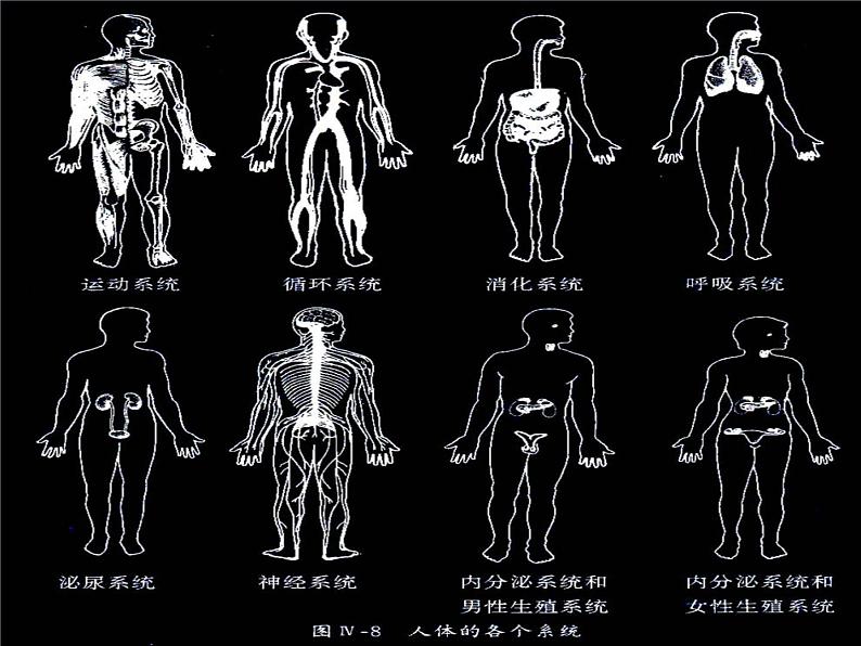 北师大版生物七年级上册 4.2 生物体的器官、系统_（课件）第8页