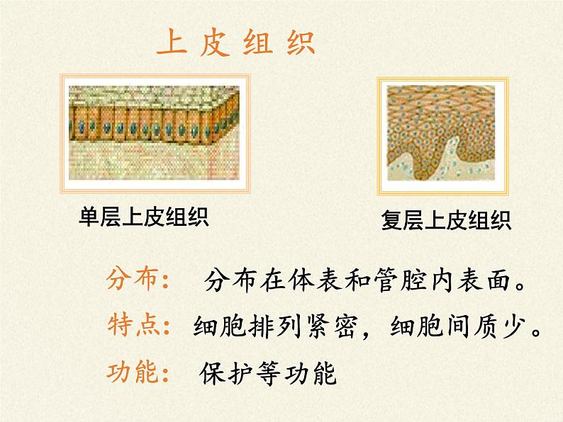 北师大版生物七年级上册 4.1  细胞分化形成组织(10)（课件）第3页