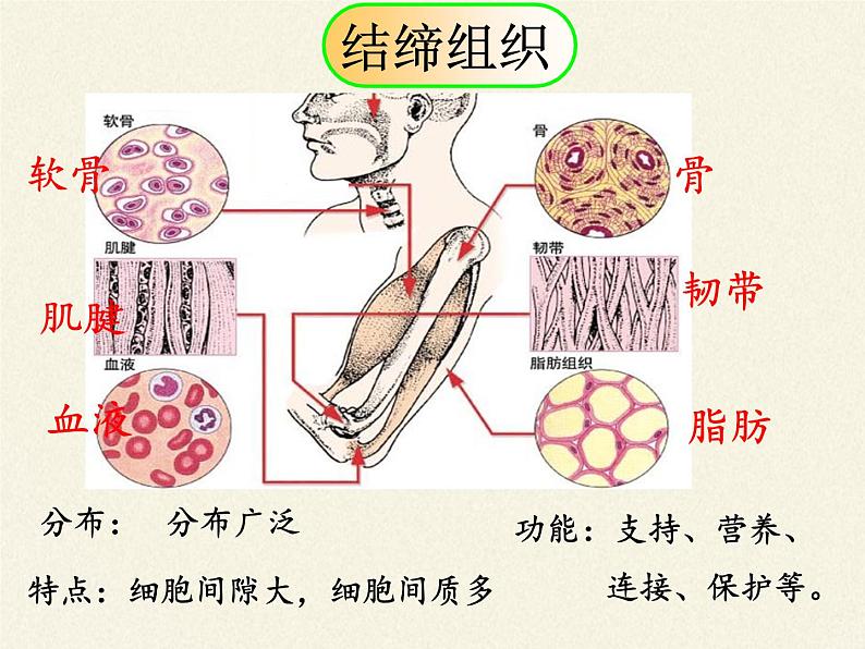 北师大版生物七年级上册 4.1  细胞分化形成组织(10)（课件）第4页