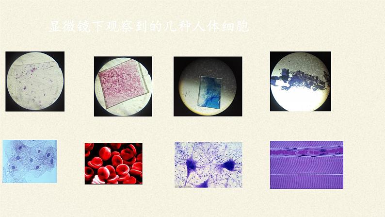 北师大版生物七年级上册 4.1  细胞分化形成组织(8)（课件）06