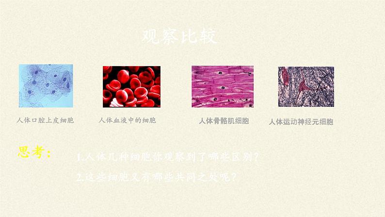 北师大版生物七年级上册 4.1  细胞分化形成组织(8)（课件）07