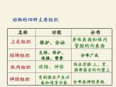 北师大版生物七年级上册 4.2 生物体的器官、系统(3)（课件）