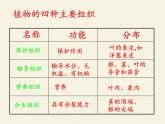 北师大版生物七年级上册 4.2 生物体的器官、系统(3)（课件）