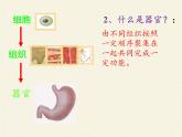 北师大版生物七年级上册 4.2 生物体的器官、系统(3)（课件）