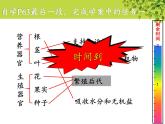 北师大版生物七年级上册 4.1  细胞分化形成组织(9)（课件）