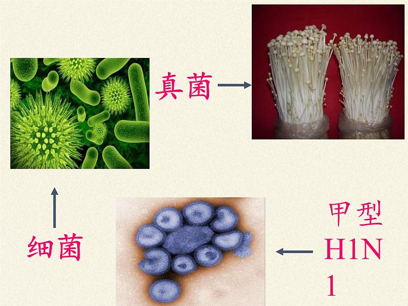 北师大版生物七年级上册 1.1   形形色色的生物（课件）04