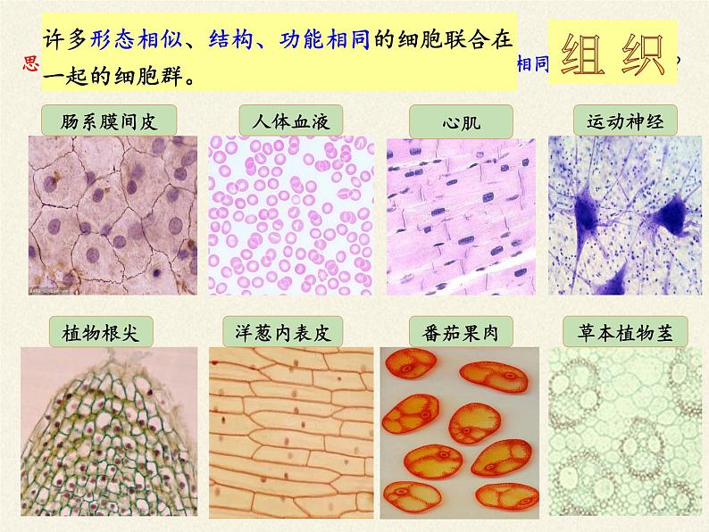 北师大版生物七年级上册 4.1  细胞分化形成组织(7)（课件）第5页