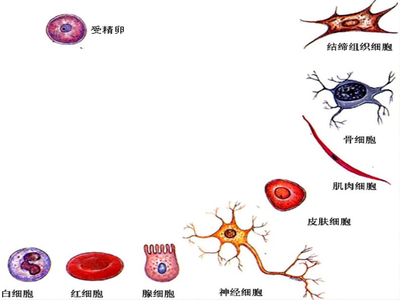 北师大版生物七年级上册 4.1  细胞分化形成组织(7)（课件）第6页