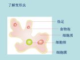 北师大版生物七年级上册 3.2 细胞是生命活动的单位_（课件）