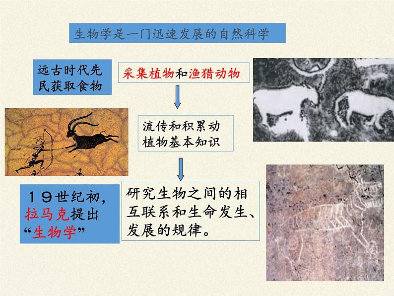 北师大版生物七年级上册 2.1  生物学是探索生命的科学(2)（课件）第3页